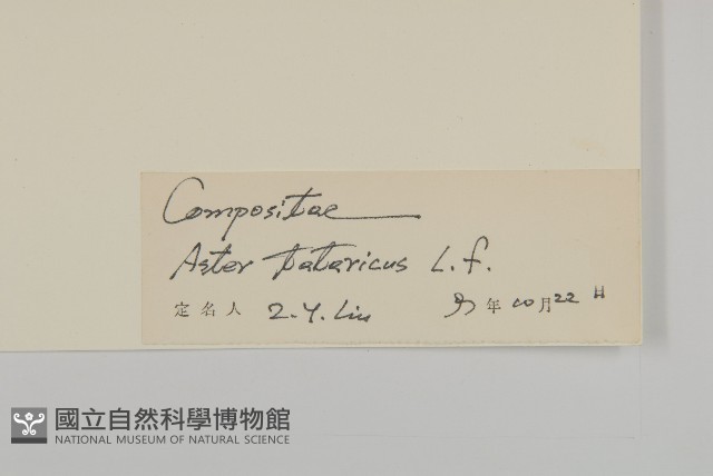 紫菀藏品圖，第3張