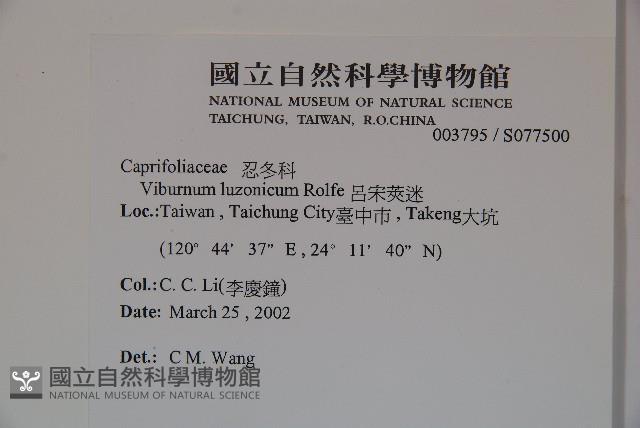 呂宋莢迷藏品圖，第2張