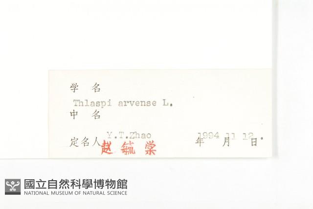 凹果菥蓂、遏藍菜藏品圖，第3張