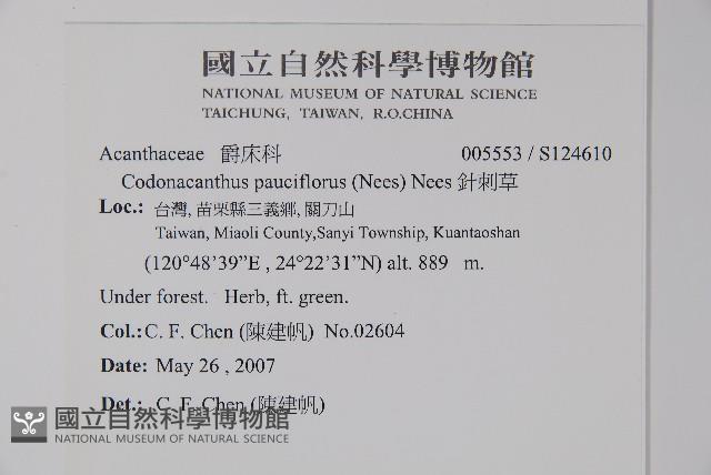 針刺草藏品圖，第2張