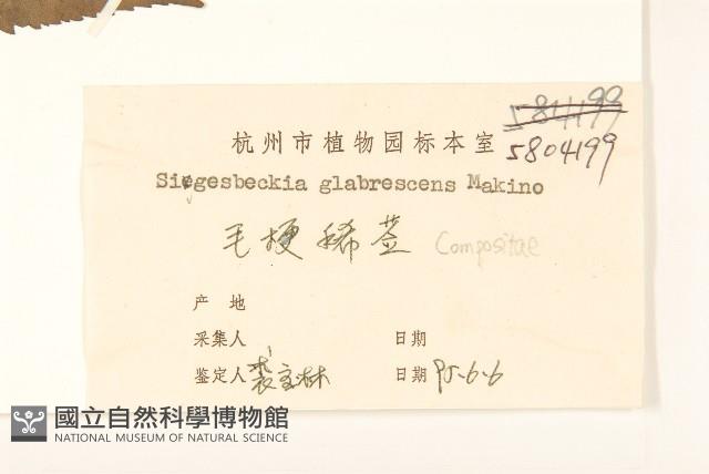 毛梗豨薟藏品圖，第3張