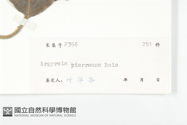 東京銀背藤藏品圖，第3張
