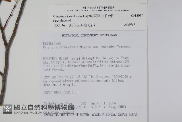 阿里山千金榆藏品圖，第2張