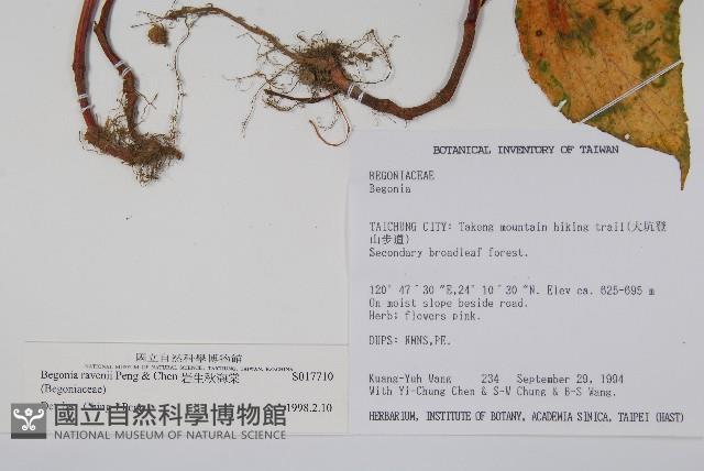 岩生秋海棠藏品圖，第2張