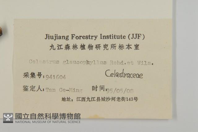 灰葉南蛇藤藏品圖，第3張