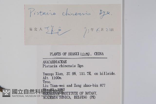 黃連木、爛心木藏品圖，第2張