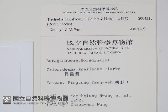 假酸漿藏品圖，第2張