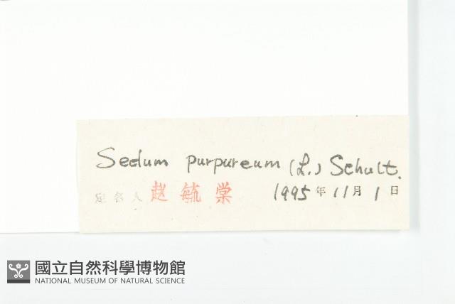 紫景天藏品圖，第3張