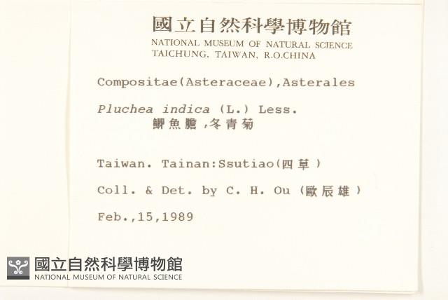 鯽魚膽、闊苞菊藏品圖，第2張