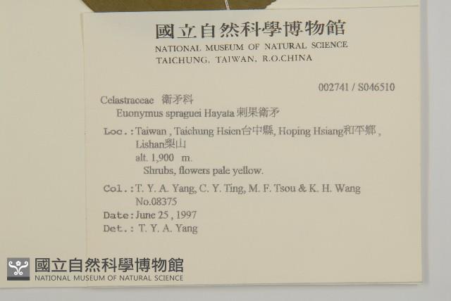 刺果衛矛藏品圖，第2張