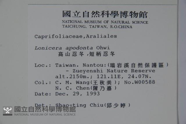 無梗忍冬藏品圖，第2張