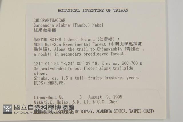 草珊瑚、紅果金粟蘭藏品圖，第2張