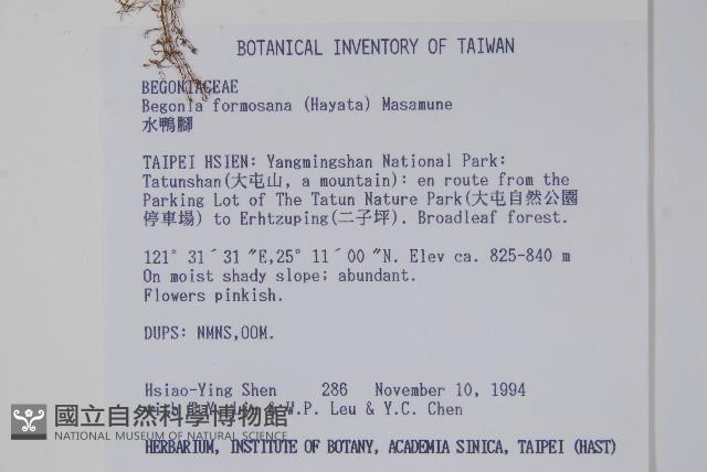 水鴨腳藏品圖，第2張