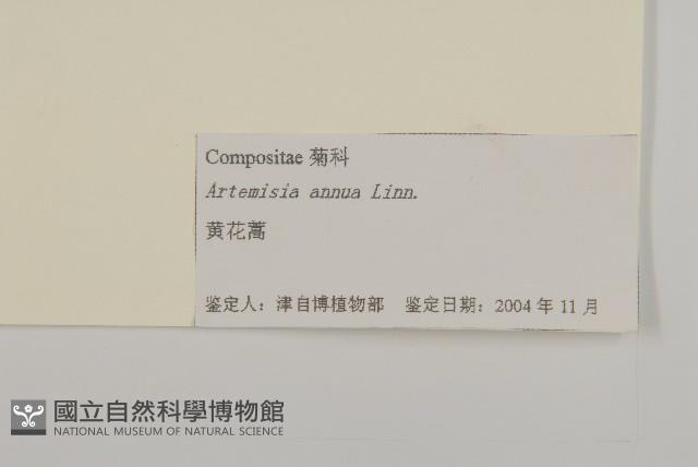 黃花蒿藏品圖，第3張