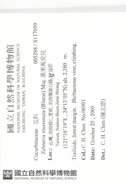 黑果馬交兒藏品圖，第2張