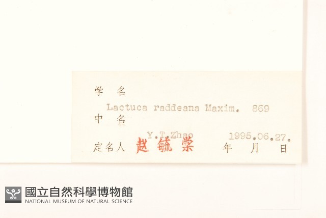 毛脈山蒿苣藏品圖，第3張