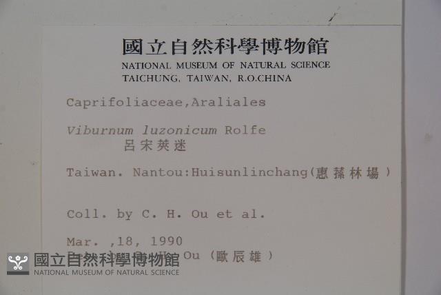 呂宋莢迷藏品圖，第2張