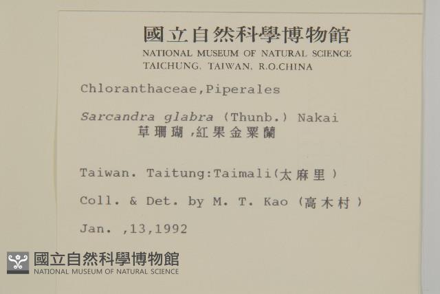 草珊瑚、紅果金粟蘭藏品圖，第2張