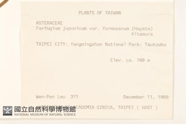 臺灣山菊藏品圖，第2張