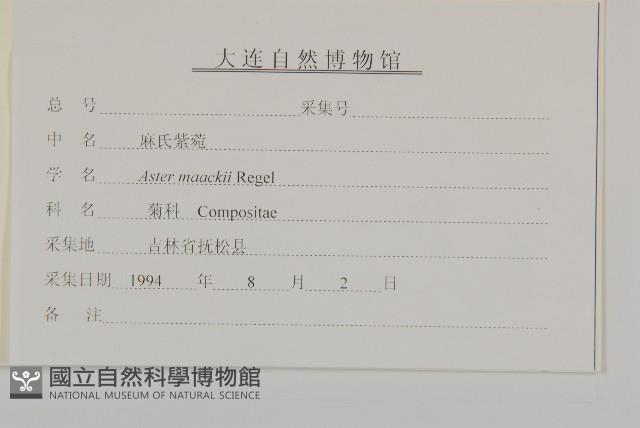 圓苞紫菀藏品圖，第3張