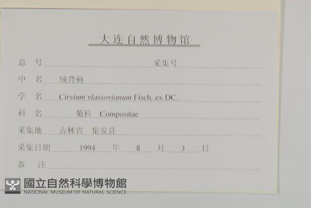 絨背薊藏品圖，第3張