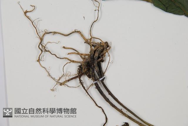 細柄雙蓋蕨藏品圖，第3張