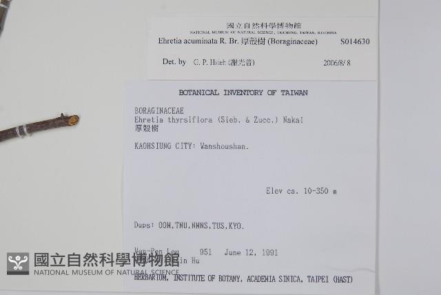 厚殼樹藏品圖，第2張