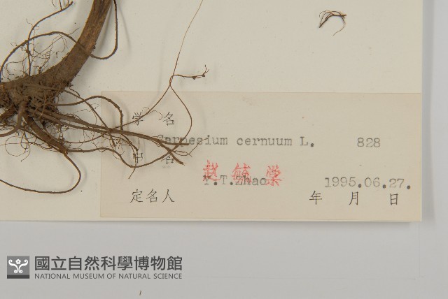 杓兒菜藏品圖，第3張