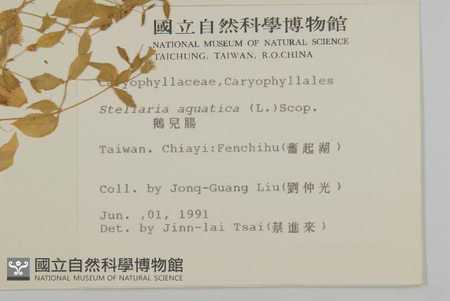 鵝兒腸藏品圖，第2張