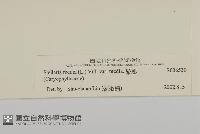 繁縷藏品圖，第3張