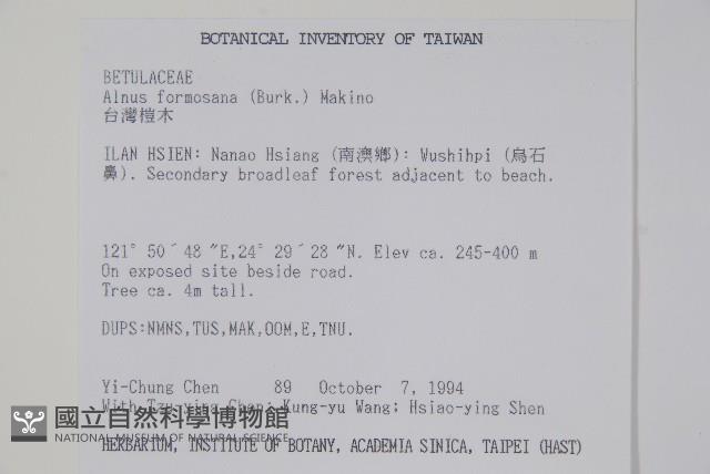 臺灣赤楊、臺灣榿木藏品圖，第2張