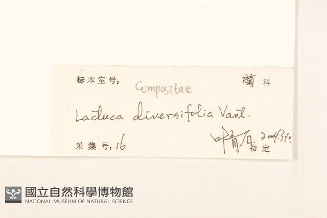 異葉蒿苣藏品圖，第3張