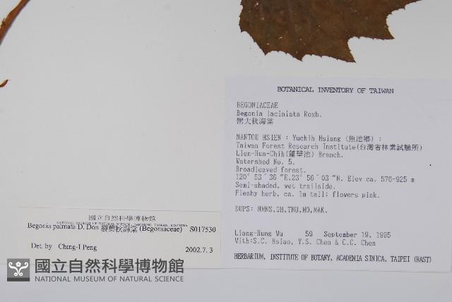 裂葉秋海棠藏品圖，第2張