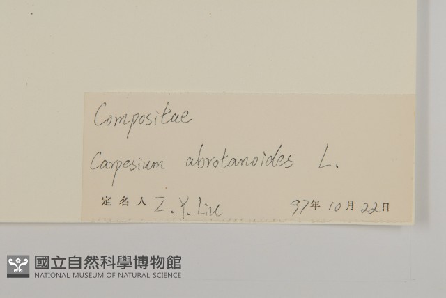 天名精藏品圖，第3張