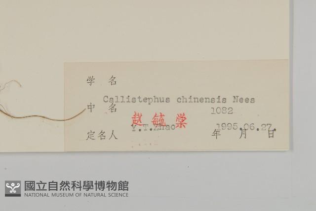 翠菊藏品圖，第3張