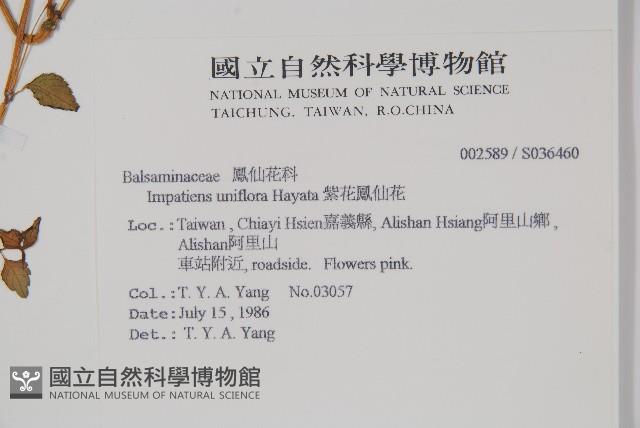 紫花鳳仙花藏品圖，第2張