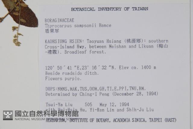 盾果草藏品圖，第2張