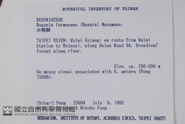 水鴨腳藏品圖，第2張