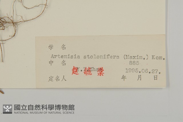 寬葉山蒿藏品圖，第3張