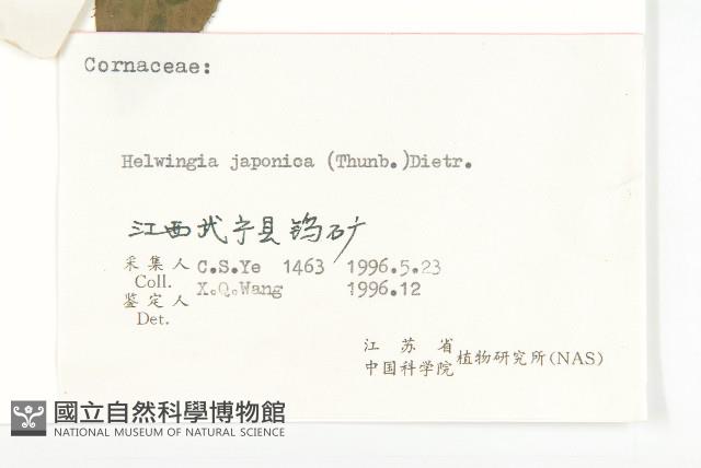 青莢葉藏品圖，第3張