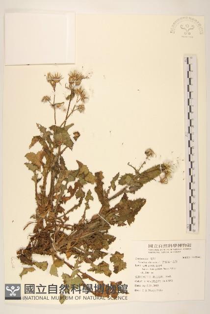 凹葉野莧菜藏品圖，第3張