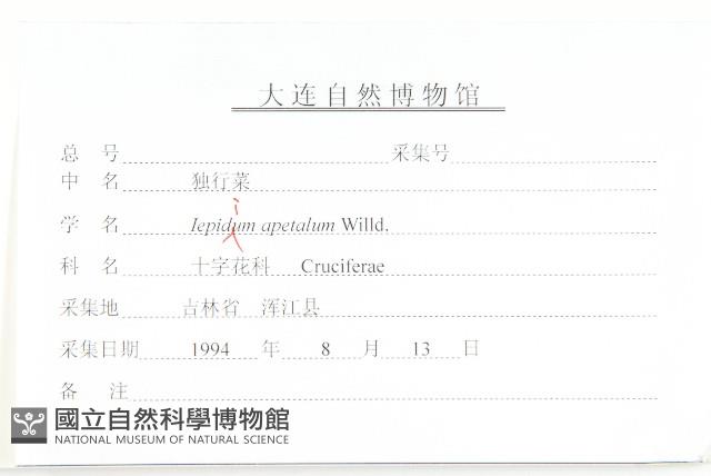 腺獨行菜藏品圖，第3張