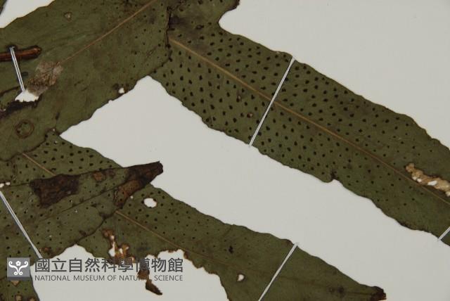 翅柄三叉蕨藏品圖，第3張