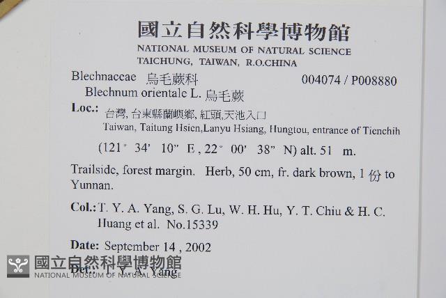 烏毛蕨藏品圖，第2張