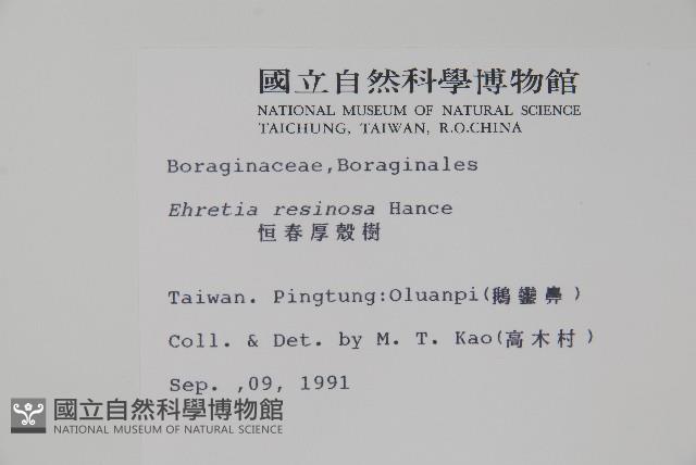 恆春厚殼樹藏品圖，第2張