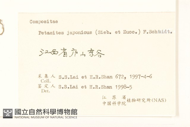 蜂斗菜、蛇頭菜藏品圖，第3張