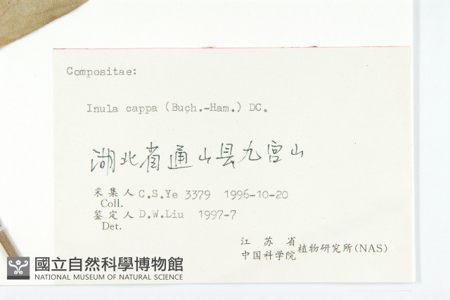 羊耳菊藏品圖，第3張