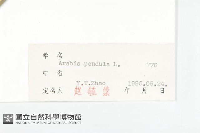 垂果南芥菜藏品圖，第3張