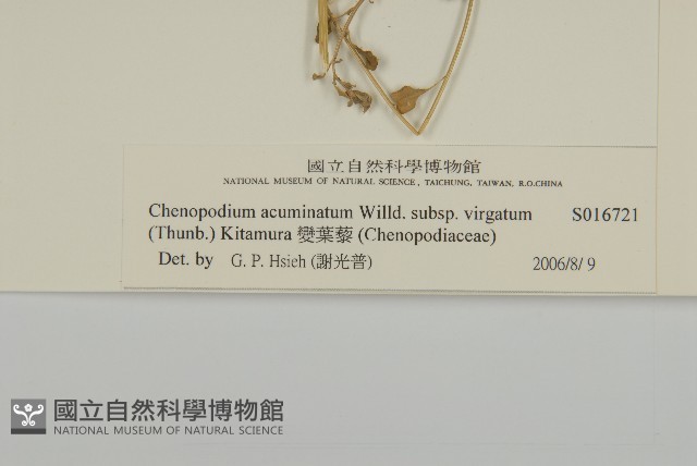 變葉藜藏品圖，第3張