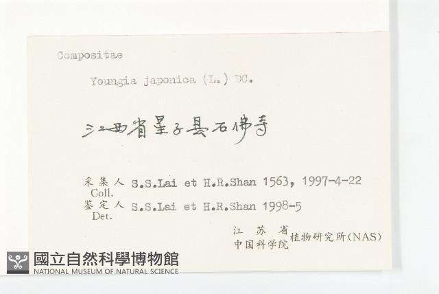 黃鵪菜藏品圖，第3張